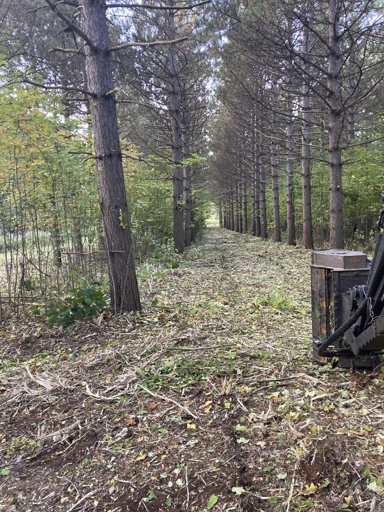 Broyage forestier - plantation 5